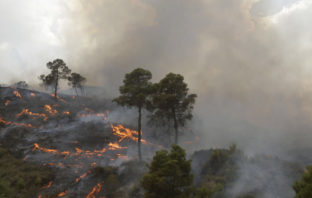 L’incompétence des uns et l’incivisme des autres dévastent nos forêts !