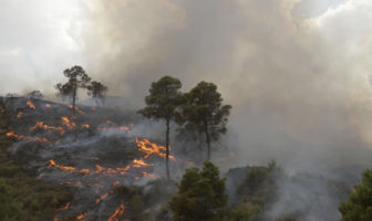 L’incompétence des uns et l’incivisme des autres dévastent nos forêts !